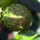 Simpan Jeruk Purut Agar Tetap Segar Tanpa Menggunakan Plastik: Tips Simpan Jeruk Purut Selama Seminggu