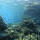 Terumbu Karang Besar Barrier Reef Kembali Mengalami Pemulihan