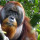Orangutan Diamati Merawat Luka Menggunakan Daun