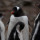 Virus Flu Burung Menyebar ke Benua Antartika