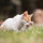 7 Cara Menghilangkan Jamur pada Kucing, Ketahui Penyebab dan Pencegahannya