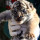Wow! Lahirnya Anak Harimau Sumatra Bikin Heboh di Kebun Binatang Roma!