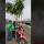 Viral Driver Ojol Antarkan Pohon Mangga, Jadi Paling Tinggi di Jalanan