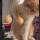Viral Aksi Kocak Kucing Oren Main Lato-Lato, Warganet: Konsentrasinya Luar Biasa