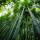 Contoh Proposal Usaha Kerajinan Bambu yang Baik dan Benar Beserta Cara Membuatnya