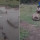 Viral Video Puluhan Kerbau Mati Misterius di Kampar, Tergeletak di Tanah dan Lumpur