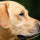 Dubai Gunakan Anjing Untuk Deteksi Covid-19, Klaim Berhasil 98.2 Persen