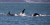 Orca Sendirian Menyerang Hiu Putih Besar, Kejadian Langka di Laut