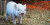 Peneliti Berhasil Hidupkan Sebagian Sel Babi Yang Sudah Mati