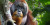 Orangutan Diamati Merawat Luka Menggunakan Daun