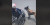 Potret Anjing Mendorong Kursi Roda Pemiliknya, Bisa Sebrangi Jalan Ramai