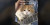Pose Imut Kucing Bertengger di Gitar, Temani Pemiliknya Mengamen
