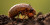 Cicada Musim Semi: Fakta Menarik tentang Serangga Ini