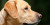 Dubai Gunakan Anjing Untuk Deteksi Covid-19, Klaim Berhasil 98.2 Persen