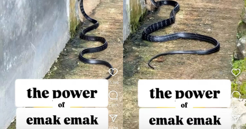 The Power Of Emak-Emak, Ibu Ini Berhasil Usir King Kobra di Rumahnya dengan Teriakan