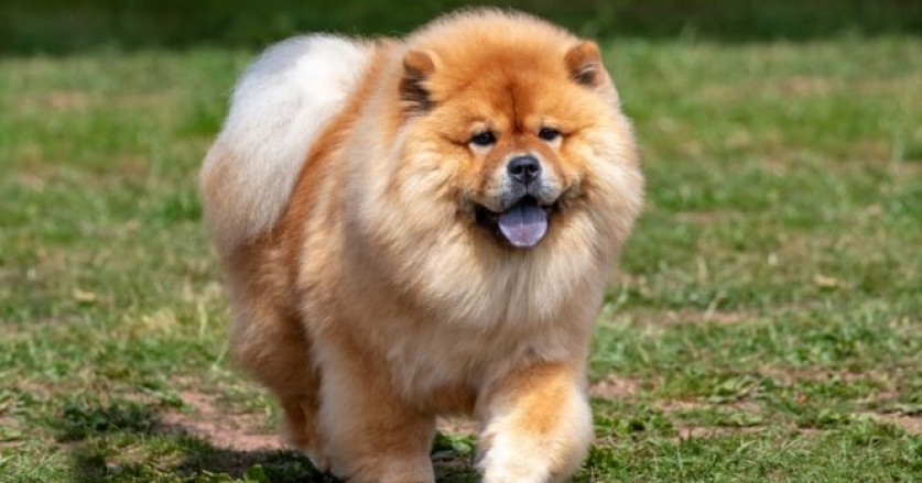 Anjing Lucu Mendengar Lagu Favorit dan Mulai Bergoyang