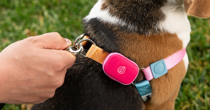 Life360 Memasuki Dunia Teknologi Hewan Peliharaan dengan Peluncuran Pelacak GPS Baru